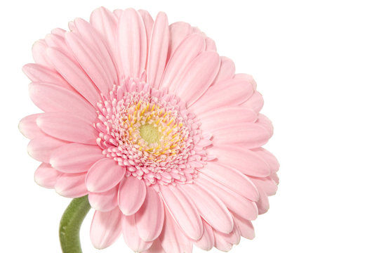 Pink daisy © Ints