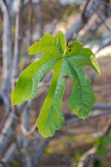 feuille de figuier