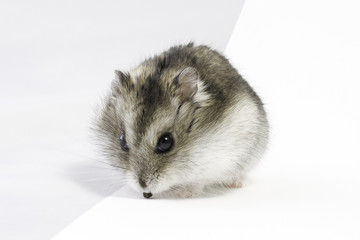 Dwarf hamster seat and eat on light background