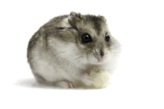 Dwarf hamster seat with bread on white background