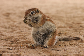 Ground Squirrel (Xerus inauris) eating seed pods