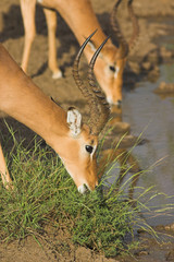 Impala Rams Drinking (Aepyceros melampus)
