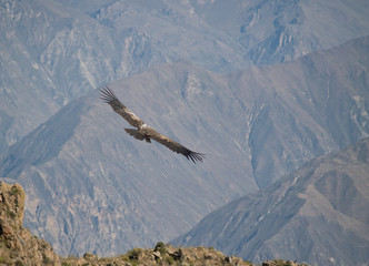Flying condor in the Colca canyon,Peru