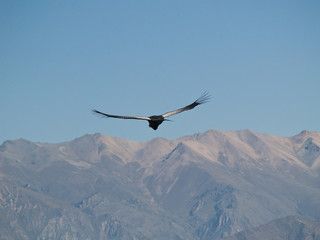 Flying condor in the Colca canyon,Peru