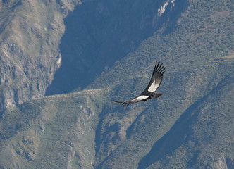 Flying condor in the Colca canyon,Peru