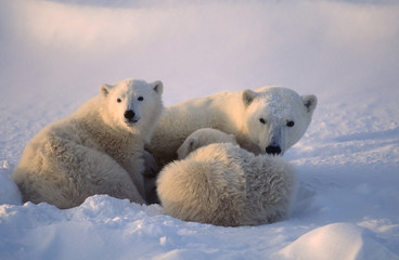 Polar bears,female cub is nursing . Canadian Arctic