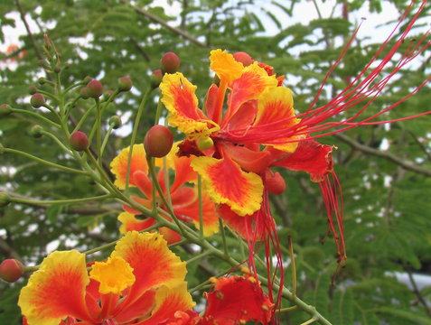 Fleurs de petit flamboyant