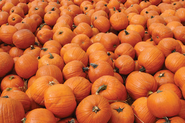 Hundreds of orange pumpkins