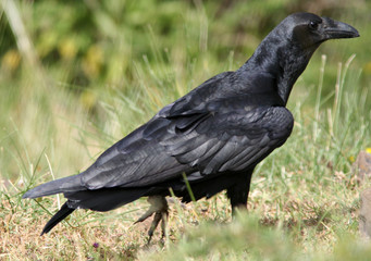 Corbeau posé