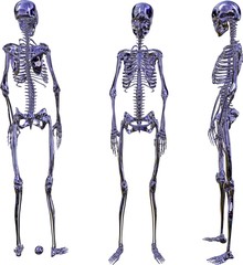 Metallic violettes weibliches Skelett