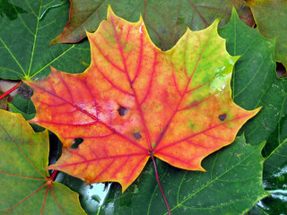 ahornblatt im herbst