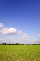 Bright blue sky landscape with a tree line beyond a green field.