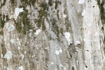 Obraz premium tronc d'arbre