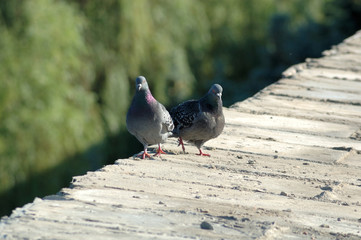 Pigeons.