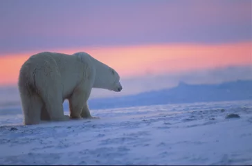 Photo sur Plexiglas Ours polaire Ours polaire au coucher du soleil. Arctique canadien.
