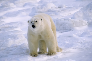 Fototapeta na wymiar Duży dojrzały mężczyzna nied¼wied¼ polarny, Canadian Arctic