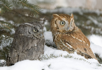 Screech owls