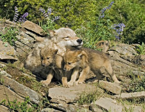 Gray wolves at den site