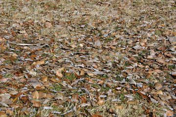 Hojas secas
