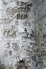 tronc d'arbre