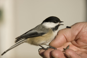 chickadee bird close-up eating in the hand
