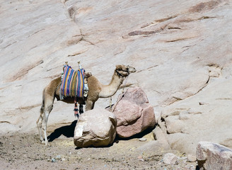 Bedouin camel at Sinai desert