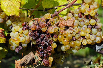 vendanges tradives