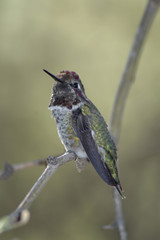 Hummingbird 2