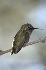 Hummingbird 3