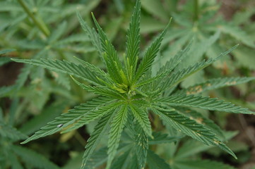 Canabis