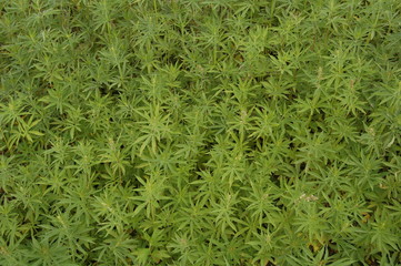 canabis field