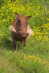 Warthog (Phacochoerus africanus)