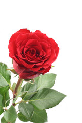 beautiful red rose isolated on white