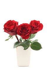 beautiful red rose isolated on white