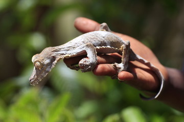 gecko madagascar