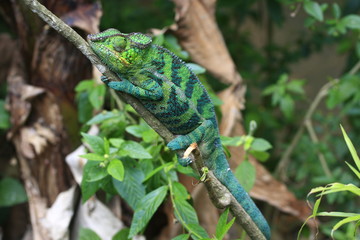 caméléon vert madagascar