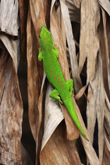 gecko vert et orange madagascar