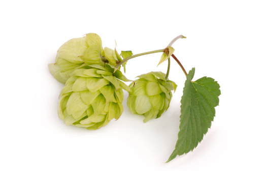 luppolo