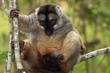 maki roux madagascar