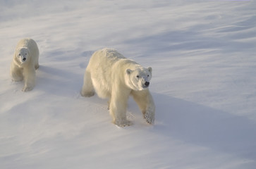 Polar bear and cub in blowing snow,strong low sidelight © outdoorsman