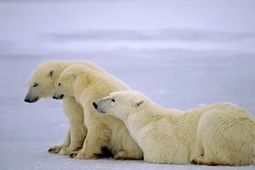Crédence de cuisine en verre imprimé Ours polaire Ours polaire avec ses petits d& 39 un an sur un lac gelé