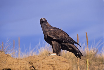 Golden eagle against a blue sky. Colorado © outdoorsman