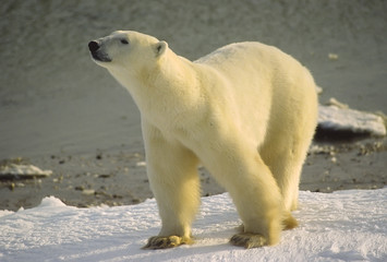 Polar bear on the shore of Hudson's Bay. Canadian Arctic