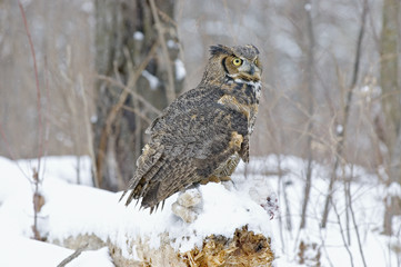 Long eared owl has caught a rabbit. 