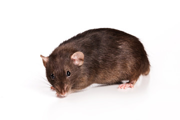 Rat on white background