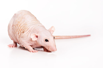 Rat on white background