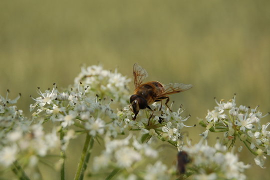 abeille