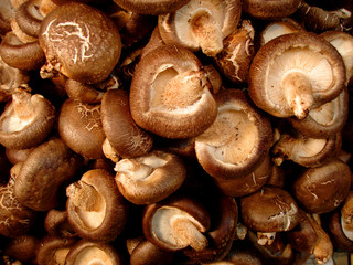 petits champignons