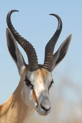 Crédence en verre imprimé Antilope Springbuck