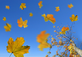 Bunte Blätter im Wind